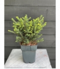 Picea
