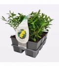 Hypericum