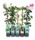 Hedera