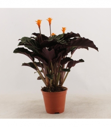 Calathea