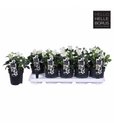 Helleborus