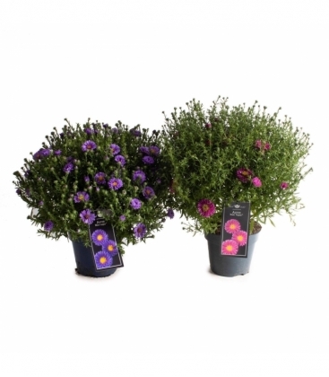 Aster