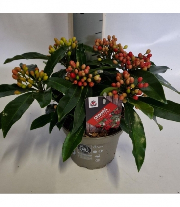 Skimmia