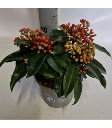 Skimmia