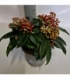 Skimmia