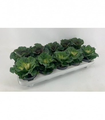 Brassica