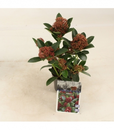 Skimmia