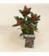 Skimmia
