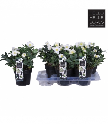 Helleborus