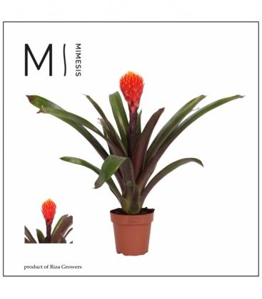 Guzmania