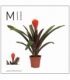 Guzmania