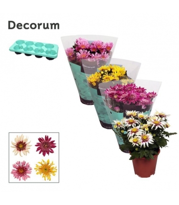 Chrysanthemum