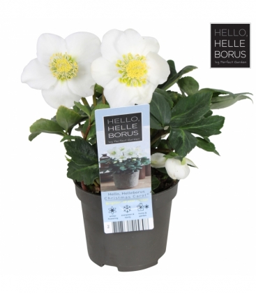 Helleborus