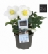 Helleborus