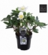 Helleborus