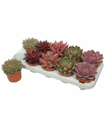Echeveria