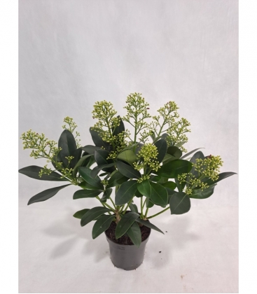 Skimmia