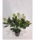 Skimmia
