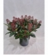 Skimmia