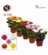 Chrysanthemum