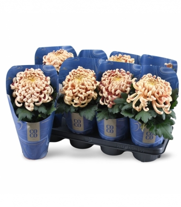 Chrysanthemum