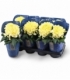 Chrysanthemum