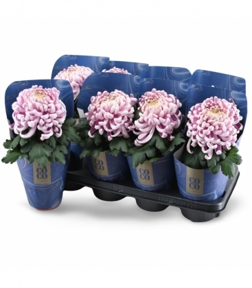 Chrysanthemum