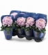 Chrysanthemum