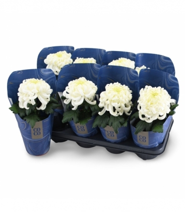 Chrysanthemum
