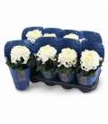 Chrysanthemum