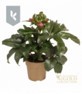 Helleborus