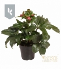 Helleborus