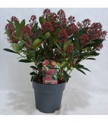 Skimmia