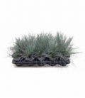 Festuca
