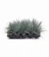 Festuca