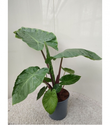 Alocasia