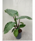 Alocasia