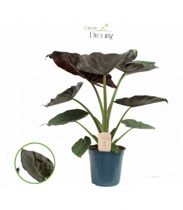Alocasia