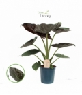 Alocasia