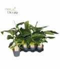 Alpinia