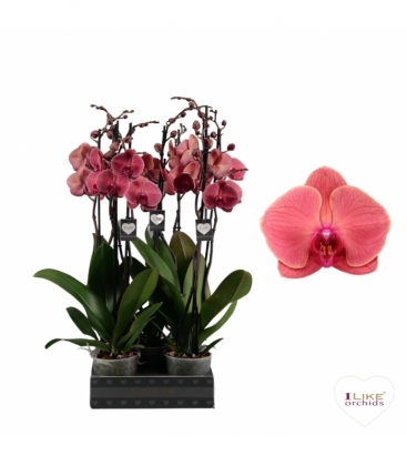 Phalaenopsis