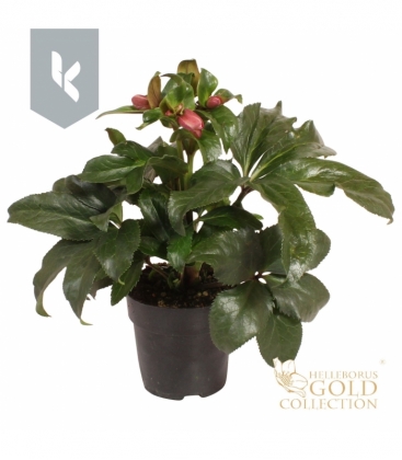 Helleborus