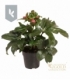 Helleborus