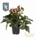 Helleborus