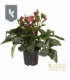 Helleborus