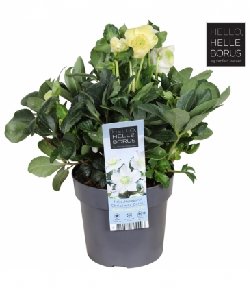 Helleborus