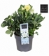 Helleborus