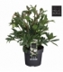Helleborus