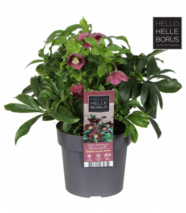 Helleborus