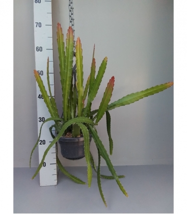 Epiphyllum
